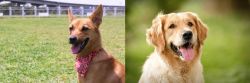 Formosan Mountain Dog vs Golden Retriever - Breed Comparison