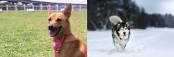 Formosan Mountain Dog vs Siberian Husky - Breed Comparison