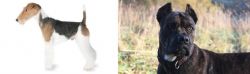 Fox Terrier vs Alano Espanol - Breed Comparison