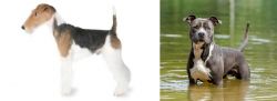 Fox Terrier vs American Staffordshire Terrier - Breed Comparison
