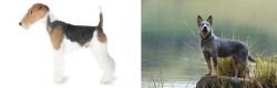 Fox Terrier vs Blue Healer - Breed Comparison
