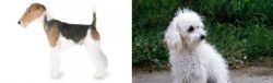 Fox Terrier vs Bolognese - Breed Comparison