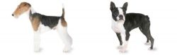Fox Terrier vs Boston Terrier - Breed Comparison