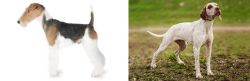 Fox Terrier vs Braque du Bourbonnais - Breed Comparison