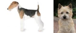 Fox Terrier vs Cairn Terrier - Breed Comparison