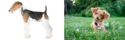 Fox Terrier vs Chiweenie - Breed Comparison