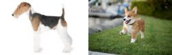 Fox Terrier vs Corgi - Breed Comparison