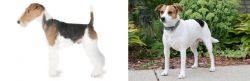 Fox Terrier vs Danish Swedish Farmdog - Breed Comparison