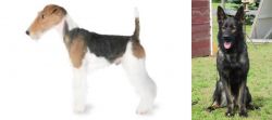 Fox Terrier vs East German Shepherd - Breed Comparison