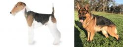 Fox Terrier vs German Shepherd - Breed Comparison