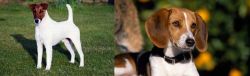 Fox Terrier (Smooth) vs American Foxhound - Breed Comparison