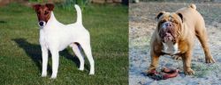 Fox Terrier (Smooth) vs Australian Bulldog - Breed Comparison
