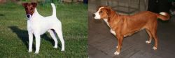 Fox Terrier (Smooth) vs Austrian Pinscher - Breed Comparison