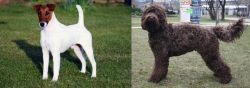 Fox Terrier (Smooth) vs Barbet - Breed Comparison