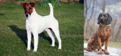 Fox Terrier (Smooth) vs Bavarian Mountain Hound - Breed Comparison