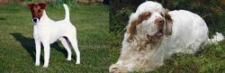 Fox Terrier (Smooth) vs Clumber Spaniel - Breed Comparison