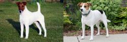 Fox Terrier (Smooth) vs Danish Swedish Farmdog - Breed Comparison