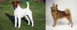 Fox Terrier (Smooth) vs Finnish Spitz - Breed Comparison