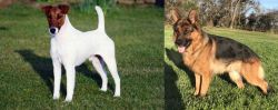 Fox Terrier (Smooth) vs German Shepherd - Breed Comparison