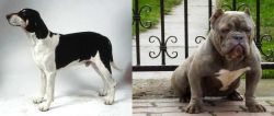 Francais Blanc et Noir vs American Bully - Breed Comparison