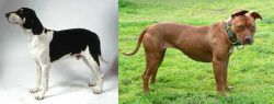Francais Blanc et Noir vs American Pit Bull Terrier - Breed Comparison