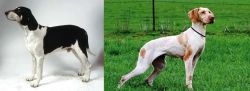 Francais Blanc et Noir vs Ariege Pointer - Breed Comparison