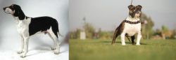 Francais Blanc et Noir vs Bantam Bulldog - Breed Comparison