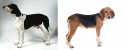 Francais Blanc et Noir vs Beagle-Harrier - Breed Comparison
