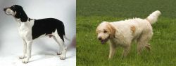 Francais Blanc et Noir vs Briquet Griffon Vendeen - Breed Comparison