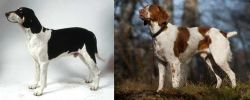 Francais Blanc et Noir vs Brittany - Breed Comparison