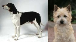 Francais Blanc et Noir vs Cairn Terrier - Breed Comparison