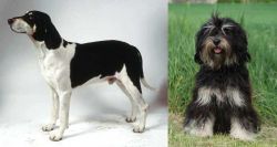 Francais Blanc et Noir vs Cao da Serra de Aires - Breed Comparison