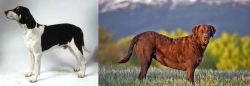 Francais Blanc et Noir vs Chesapeake Bay Retriever - Breed Comparison
