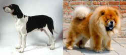 Francais Blanc et Noir vs Chow Chow - Breed Comparison