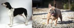 Francais Blanc et Noir vs French Bulldog - Breed Comparison
