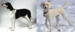 Francais Blanc et Noir vs Poodle - Breed Comparison