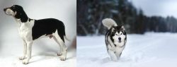 Francais Blanc et Noir vs Siberian Husky - Breed Comparison