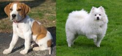 Francais Blanc et Orange vs American Eskimo Dog - Breed Comparison