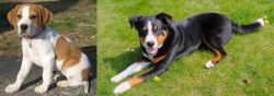 Francais Blanc et Orange vs Appenzell Mountain Dog - Breed Comparison