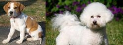 Francais Blanc et Orange vs Bichon Frise - Breed Comparison