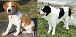 Francais Blanc et Orange vs Ciobanesc de Bucovina - Breed Comparison