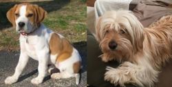 Francais Blanc et Orange vs Cyprus Poodle - Breed Comparison