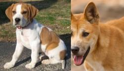 Francais Blanc et Orange vs Dingo - Breed Comparison