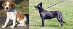 Francais Blanc et Orange vs Dutch Shepherd - Breed Comparison