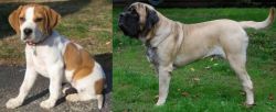 Francais Blanc et Orange vs English Mastiff - Breed Comparison