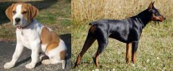 Francais Blanc et Orange vs German Pinscher - Breed Comparison