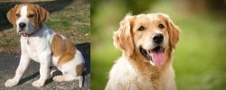 Francais Blanc et Orange vs Golden Retriever - Breed Comparison