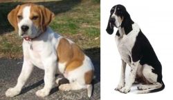 Francais Blanc et Orange vs Grand Anglo-Francais Blanc et Noir - Breed Comparison