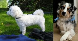 Franzuskaya Bolonka vs Australian Collie - Breed Comparison