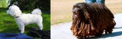 Franzuskaya Bolonka vs Bergamasco - Breed Comparison